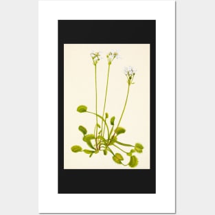 Venus flytrap - Botanical Illustration Posters and Art